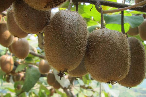 猕猴桃科学种植技术,常采用棚架栽培