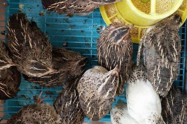 鹌鹑饲料配方,蛋用鹌鹑、肉用鹌鹑、蛋用种鹑及肉用种鹑各有各的不同