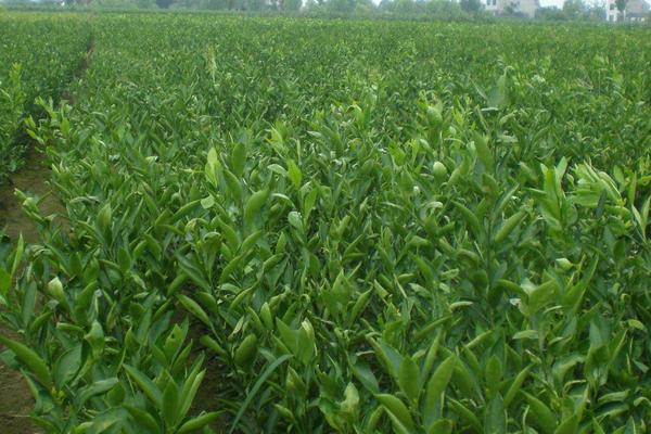 沃桔是哪里种植的