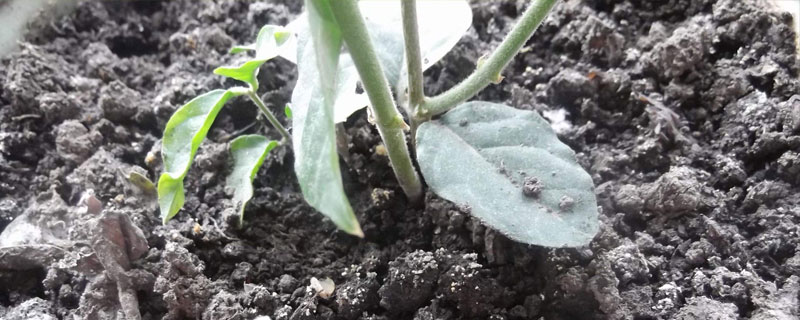 二胺养花使用技巧，不可过量使用，尽可能深施