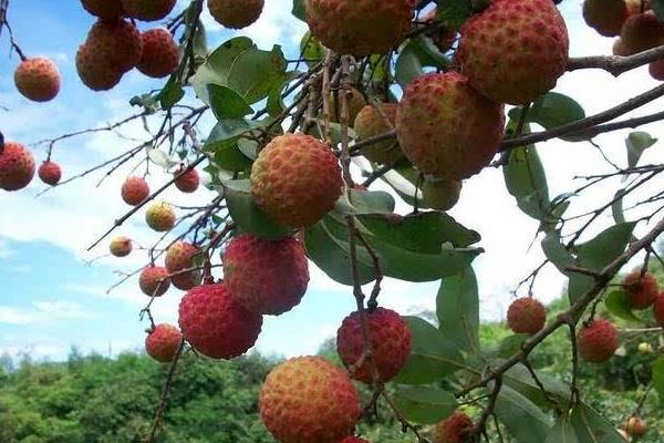 怎么给荔枝施肥？为保证高产要科学合理施肥