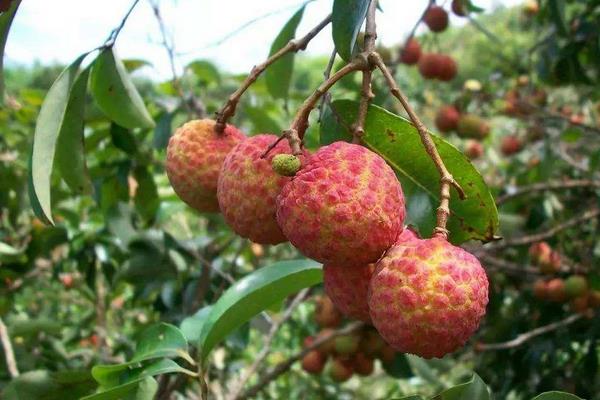 怎么给荔枝施肥？为保证高产要科学合理施肥