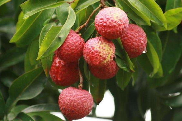 怎么给荔枝施肥？为保证高产要科学合理施肥