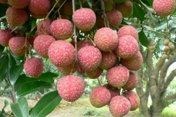 怎么给荔枝施肥？为保证高产要科学合理施肥