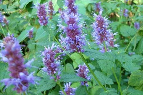 种藿香赚钱吗?目前市场需求稳定,效益取决于技术和产量