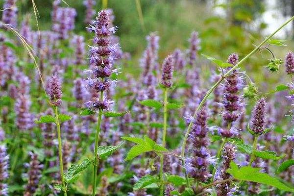 种藿香赚钱吗?目前市场需求稳定,效益取决于技术和产量