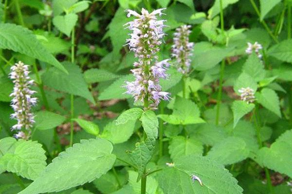 种藿香赚钱吗?目前市场需求稳定,效益取决于技术和产量