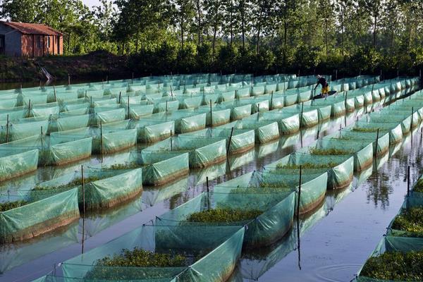 养鳝鱼赚钱吗?投入成本较高,市场需求稳定,销路是突破口