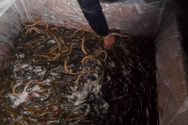 养鳝鱼赚钱吗?投入成本较高,市场需求稳定,销路是突破口