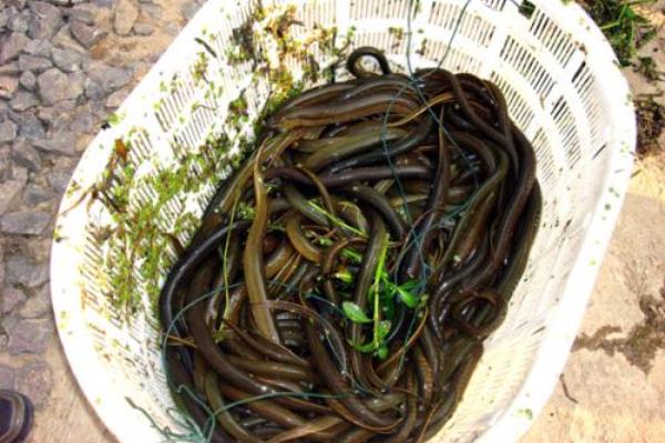 养鳝鱼赚钱吗?投入成本较高,市场需求稳定,销路是突破口