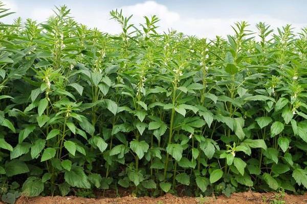 种芝麻挣钱吗?从芝麻种植效益来分析未来行情趋势