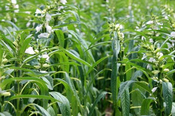 种芝麻挣钱吗?从芝麻种植效益来分析未来行情趋势