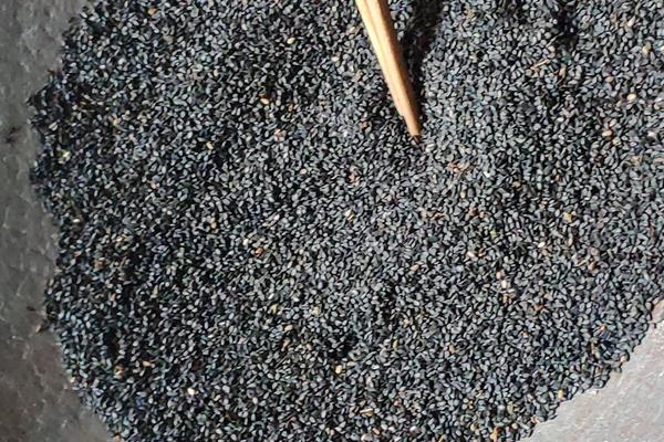 种芝麻挣钱吗?从芝麻种植效益来分析未来行情趋势