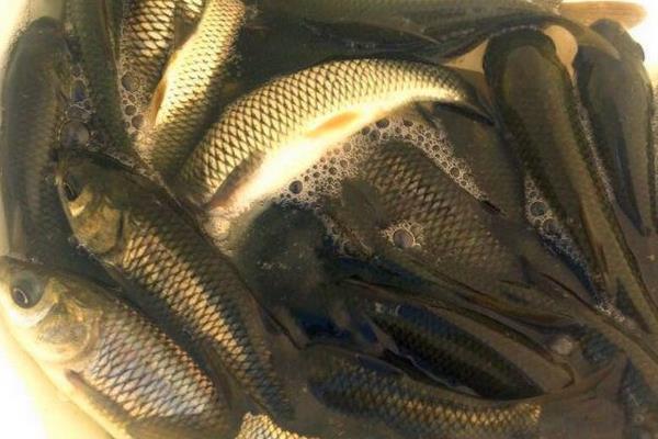 利润高的淡水鱼有哪些?这5种淡水鱼好养又好卖