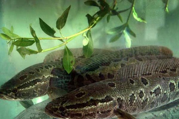 利润高的淡水鱼有哪些?这5种淡水鱼好养又好卖