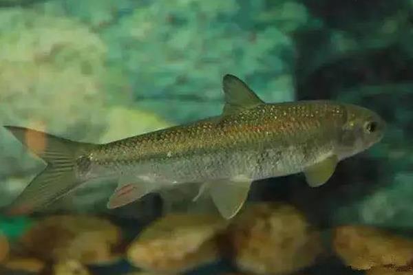 利润高的淡水鱼有哪些?这5种淡水鱼好养又好卖