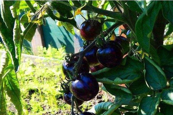 种黑番茄赚钱吗?成本较高,种植户少,销路是关键