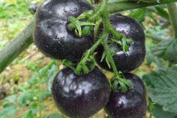 种黑番茄赚钱吗?成本较高,种植户少,销路是关键