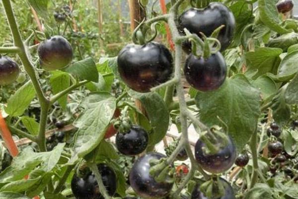 种黑番茄赚钱吗?成本较高,种植户少,销路是关键