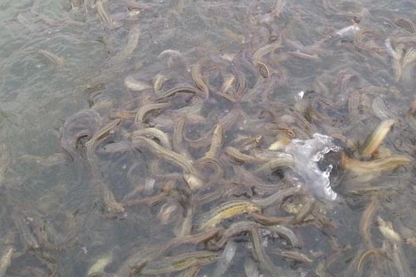 养殖后的泥鳅销路,多跑水产市场和餐馆,与泥鳅收购商签合同