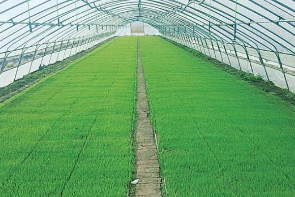 富和3号水稻种子介绍