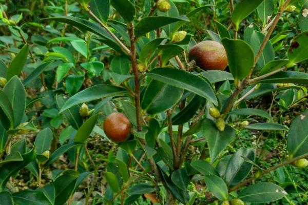 湘林210油茶产量