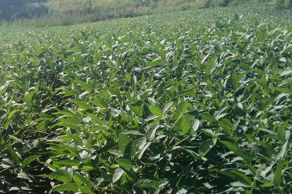 东升6大豆品种介绍,亩产量约为200千克左右