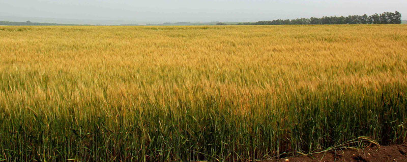 华北平原熟制，一年两熟或两年三熟