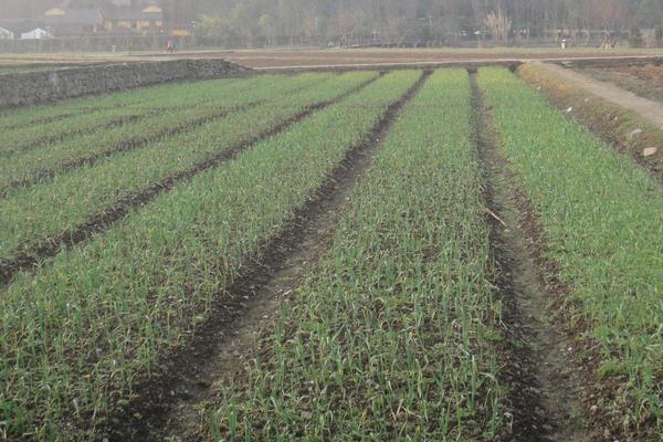 华北平原熟制,一年两熟或两年三熟
