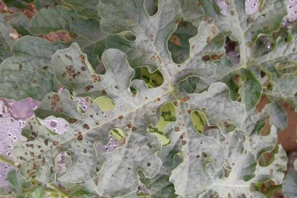 苯甲嘧菌酯治什么病,对西瓜炭疽病和蔓枯病有特效