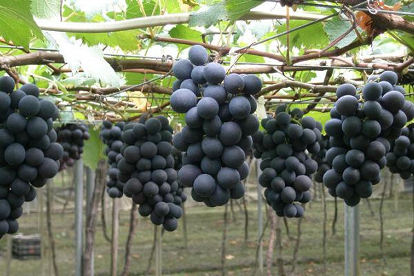 尿素可以使葡萄破眠