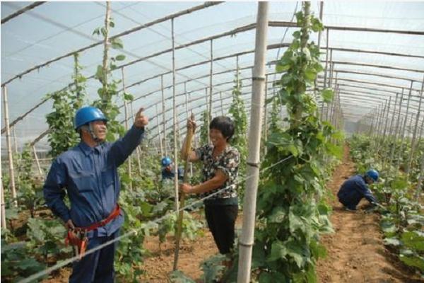 尿素可以使葡萄破眠