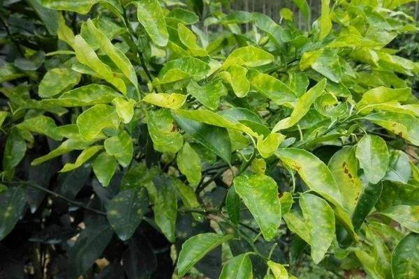 络氨铜防治哪些病害?附使用注意事项