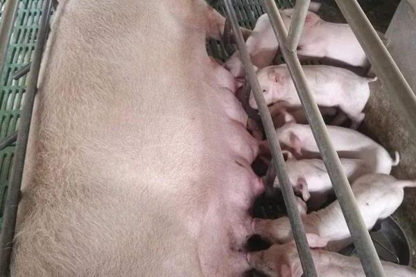 母猪吃什么奶水多?奶水少怎么办?附原因及解决办法
