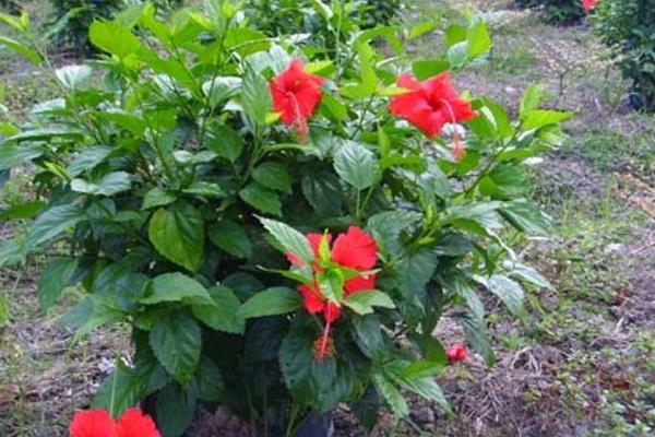 扶桑牡丹的养殖方法和注意事项