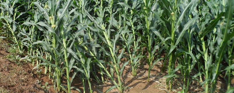 钾肥过量植物的表现，解除方法大量喷水或用植物调节剂