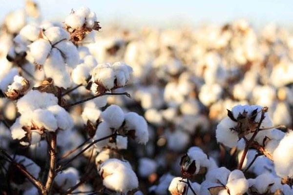 螺螨酯跟乙螨唑的区别