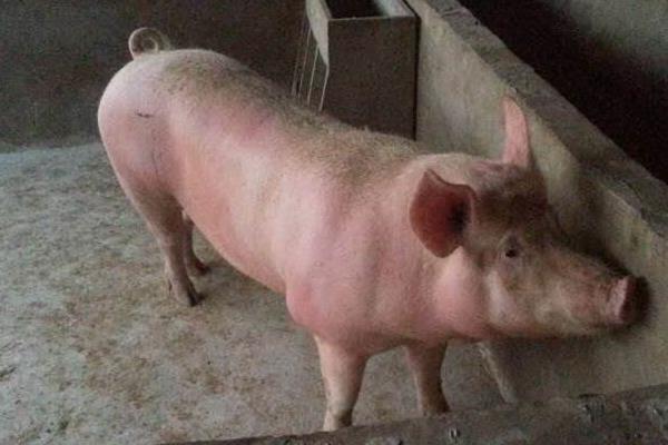 怀孕母猪发烧打什么针,根据具体情况治疗