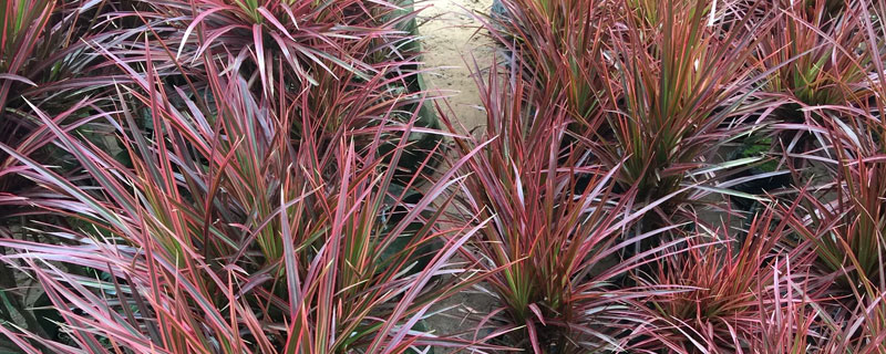 七彩铁的养殖方法和注意事项,宜用15cm直径大小的花盆