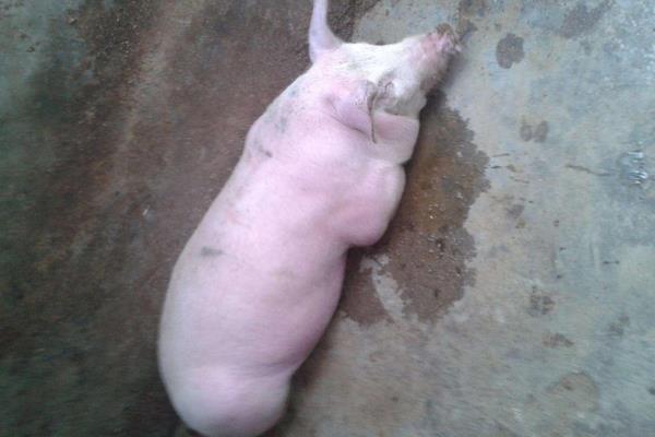 怀孕母猪发烧打什么针,根据具体情况治疗