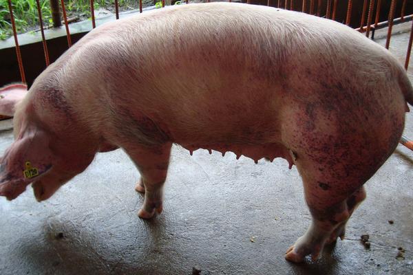 怀孕母猪发烧打什么针,根据具体情况治疗