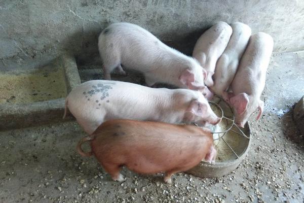 怀孕母猪发烧打什么针,根据具体情况治疗