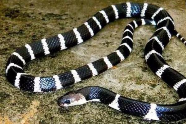 四川适合养殖什么