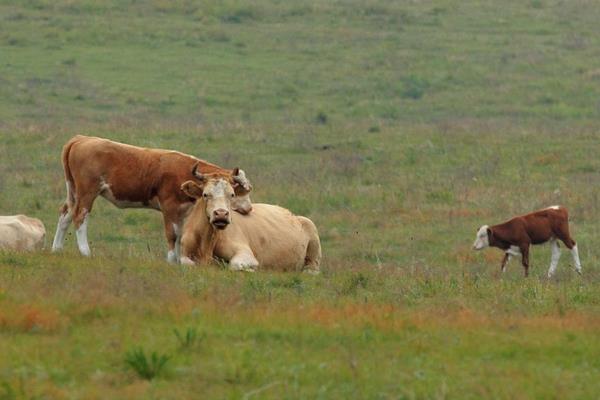 牛羊饲料添加剂配方,不知道哪家好?6家公司推荐
