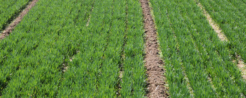 麦田什么时候打除草剂？11月中下旬或2月下旬至3月上旬