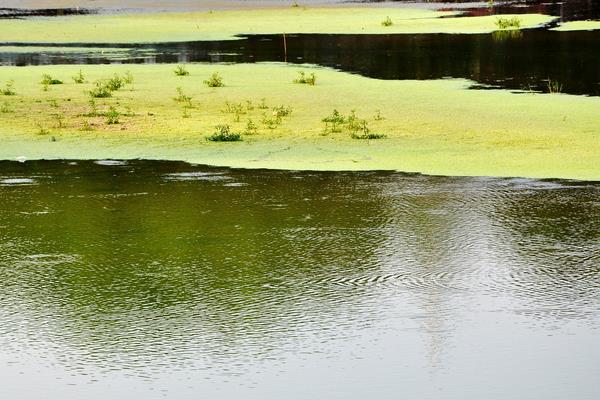 虾田里有青苔怎么办?怎么清理可以用盐杀死吗?