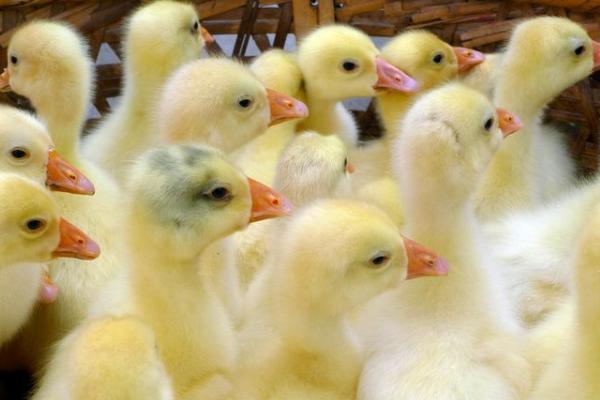 在那里可以买到鹅苗