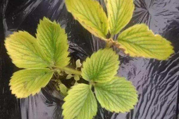 铁肥对植物的作用是