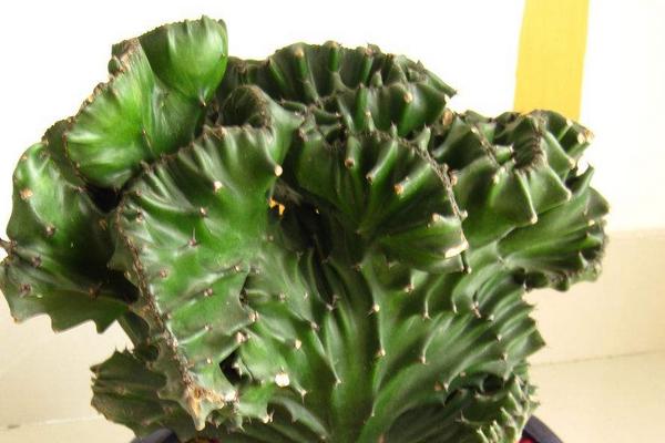 麒麟冠养殖方法,浇水少量多次,注意施肥和光照