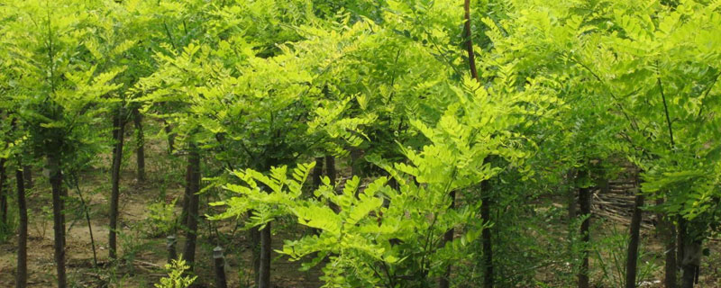 种植什么树木前景好?观赏型加工型经济效益型
